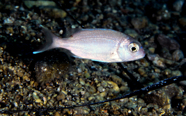 Pagellus acarne e giovane Pagrus pagrus